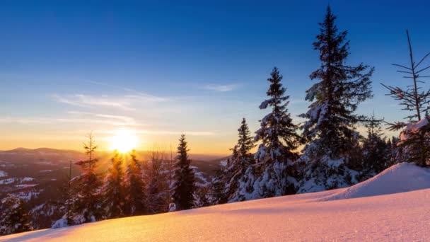 Bela paisagem de inverno nas montanhas. O sol nascente rompe os ramos cobertos de neve do abeto. Terreno e árvores cobertas com espessa camada de neve fresca fofa — Vídeo de Stock