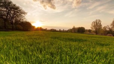 Ukraine. Green wheat field at sunset sun glare grass summer day trees sky rows