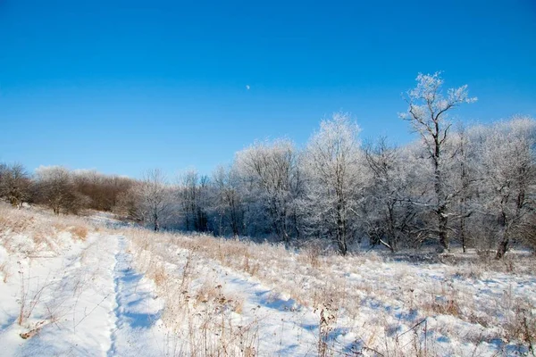 Winterse atmosferische landschap met vorst bedekte droge planten tijdens sneeuwval. Winter Kerst achtergrond — Stockfoto