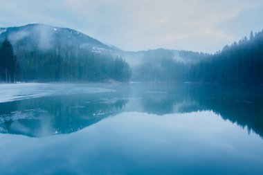Eski moda hippi tarzında köknar ormanı olan puslu bir manzara.