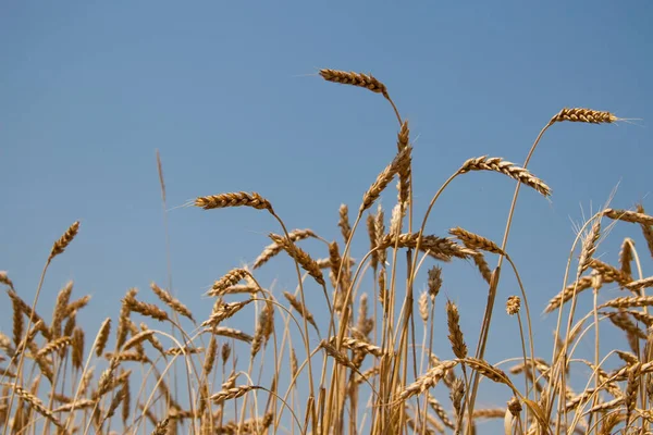 Kharkiv, Ukrayna. Çavdar tarlası. Olgun tahıl dikenleri. Ekinleri ve tarlaları kaplayın. Mavi gökyüzü arka planı. Tarım kavramı. Gramineae