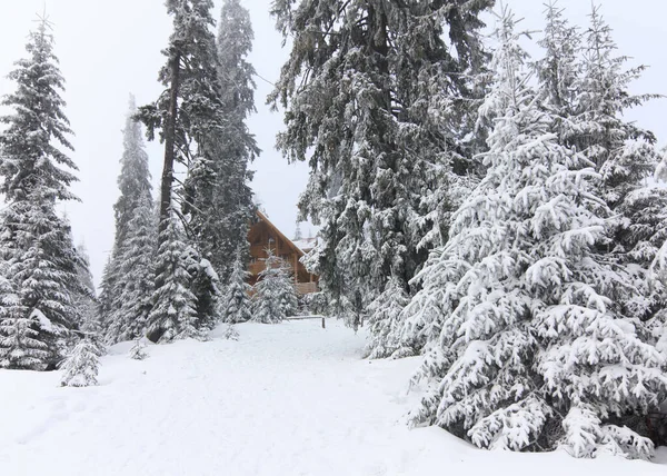 Manhã fria de inverno. Do gramado, uma vista panorâmica do coberto com árvores de geada nas nevascas, montanha alta com picos brancos de neve. Local Cárpatos, Ucrânia, Europa . — Fotografia de Stock