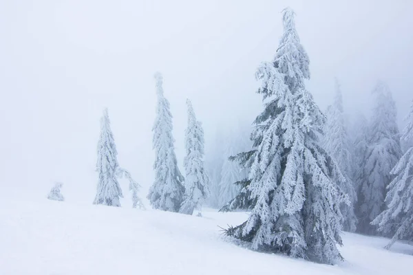 Fredda mattina d'inverno. Dal prato, una vista panoramica del coperto di gelo nei cumuli di neve, alta montagna con cime bianche come la neve. Località Carpathian, Ucraina, Europa . — Foto Stock