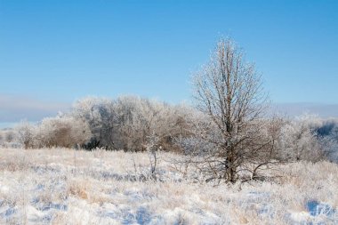 Kar yağışı sırasında don kaplı kuru bitkilerle kış atmosferik manzarası. Kış Noel arkaplanı