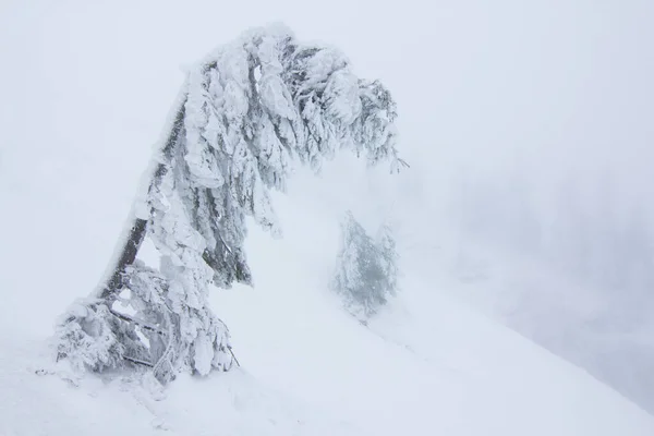 Manhã fria de inverno. Do gramado, uma vista panorâmica do coberto com árvores de geada nas nevascas, montanha alta com picos brancos de neve. Local Cárpatos, Ucrânia, Europa . — Fotografia de Stock