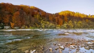 Dağ nehri akan suları taşır. Sonbahar dağ deresi. Doğal akış. Ukrayna 'daki Stry Dağı' nda turizm ve seyahat. Sonbaharın muhteşem doğal manzarası. Alp nehirlerinin akıntıları.
