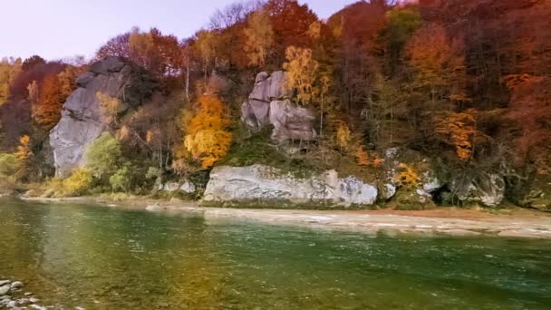 Górska rzeka spływa wodą. Jesienny górski potok. naturalny strumień. Turystyka i podróże po górskiej rzece Stry, Ukraina. Wspaniały naturalny spektakl jesieni. Rapidy rzek alpejskich. — Wideo stockowe