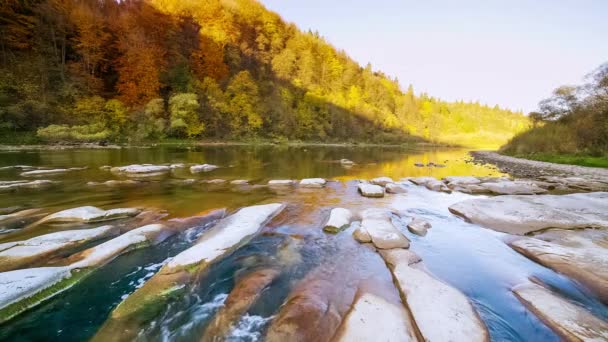 Górska rzeka spływa wodą. Jesienny górski potok. naturalny strumień. Turystyka i podróże po górskiej rzece Stry, Ukraina. Wspaniały naturalny spektakl jesieni. Rapidy rzek alpejskich. — Wideo stockowe