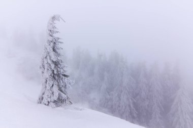 Soğuk kış sabahı. Çimlerden, kar yığınları arasında donmuş ağaçlarla kaplı panoramik bir manzara, kar beyazı zirveleri olan yüksek bir dağ. Konum: Carpathian, Ukrayna, Avrupa.