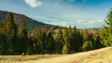 Karpatlar, Ukrayna. Dağlarda sis olan sonbahar manzarası. Tepelerdeki firavun ormanı. Çayırdaki yalnız Noel ağacı. Avrupa Gemi Çukuru Karpatlar Ulusal Parkı.