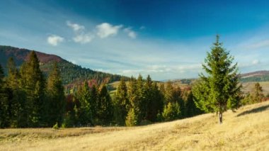Karpatlar, Ukrayna. Dağlarda sis olan sonbahar manzarası. Tepelerdeki firavun ormanı. Çayırdaki yalnız Noel ağacı. Avrupa Gemi Çukuru Karpatlar Ulusal Parkı.