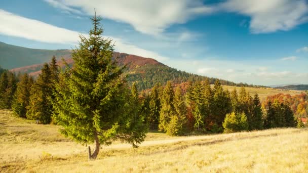 Carpathians, Ukraine. Autumn landscape with fog in the mountains. Fir forest on the hills. Lonely Christmas tree on a meadow. Europe Shipit Carpathians National Park. — Stock video