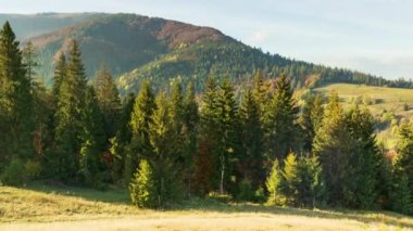 Karpatlar, Ukrayna. Dağlarda sis olan sonbahar manzarası. Tepelerdeki firavun ormanı. Çayırdaki yalnız Noel ağacı. Avrupa Gemi Çukuru Karpatlar Ulusal Parkı.