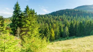 Karpatlar, Ukrayna. Dağlarda sis olan sonbahar manzarası. Tepelerdeki firavun ormanı. Çayırdaki yalnız Noel ağacı. Avrupa Gemi Çukuru Karpatlar Ulusal Parkı.