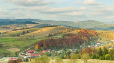 Karpatlar, Ukrayna. Dağlarda sis olan sonbahar manzarası. Tepelerdeki firavun ormanı. Çayırdaki yalnız Noel ağacı. Avrupa Gemi Çukuru Karpatlar Ulusal Parkı.
