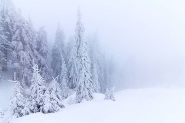 Soğuk kış sabahı. Çimlerden, kar yığınları arasında donmuş ağaçlarla kaplı panoramik bir manzara, kar beyazı zirveleri olan yüksek bir dağ. Konum: Carpathian, Ukrayna, Avrupa.