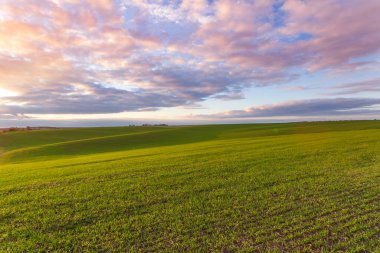 Mavi gökyüzü ve bulutlu buğday tarlası. Doğa manzarası. Ukrayna 'nın kırsal kesiminde. Zengin hasat kavramı. 