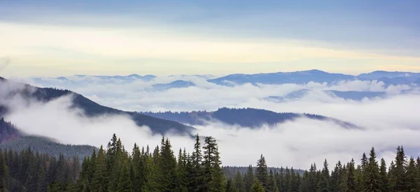 Dağlarda sis olan sonbahar manzarası. Tepelerdeki firavun ormanı. Karpatlar, Ukrayna, Avrupa