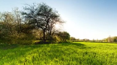 Ukrayna. Yeşil buğday tarlası gün batımında güneş parlıyor çimenler yaz günü ağaçlar gökyüzü sıraları