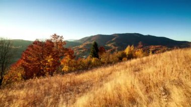 Sonbahar günbatımı vadisi. Karpat Dağları 'nın yüksek zirvelerinin eteklerindeki bir vadide rüzgarlı bir sonbahar gününde, sık bir altın kavak ağacının günbatımının yakın çekimi. Ukrayna.