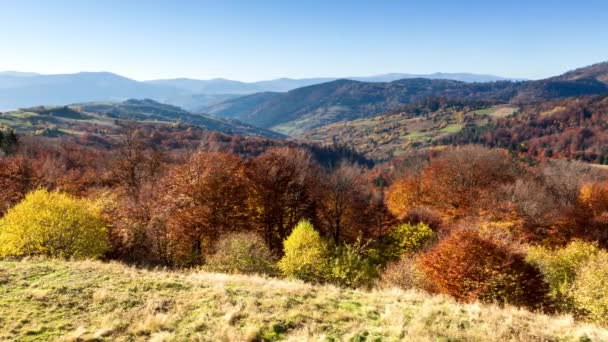 秋天的日落谷在一个多风的秋日，在喀尔巴阡山脉高峰山脚下的一个山谷里，一个浓密的金色杨树的日落的特写。乌克兰. — 图库视频影像