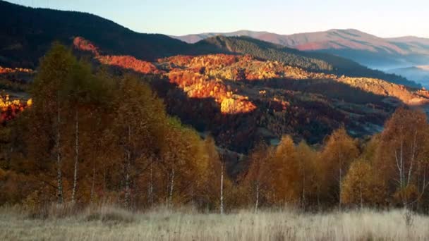 Otoño atardecer valle. Primer plano de la puesta de sol de un denso bosque de álamo dorado en un valle al pie de los altos picos de las montañas Cárpatas, en un día ventoso de otoño. Ucrania. — Vídeo de stock