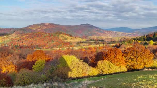 Herfst zonsondergang vallei. Close-up van de zonsondergang van een dicht gouden aspenbos in een vallei aan de voet van de hoge toppen van het Karpaten gebergte, op een winderige herfstdag. Oekraïne. — Stockvideo