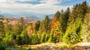 Kozalaklı ormanlarla kaplı bir dağ kayasının fantastik hava görüntüleri. Kuş bakışı görüş. Carpathian Ulusal Parkı, Ukrayna, Avrupa. Sinematik drone çekimi. UHD 4k video 'da çekildi. Güzel toprak.
