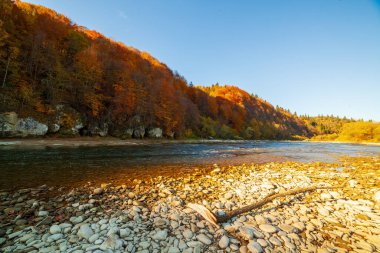 Sonbaharda şelalenin manzarası. Sonbahar renklerinde şelale. Sonbahar manzarasında dağ nehri. Ukrayna, Stryj Nehri.