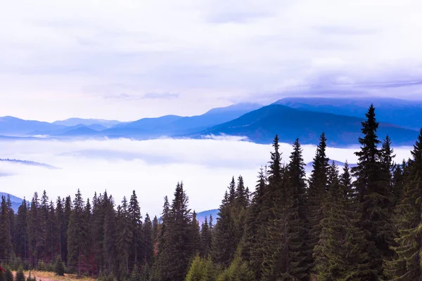 Paisaje otoñal con niebla en las montañas. Bosque de abeto en las colinas. Cárpatos, Ucrania, Europa — Foto de Stock