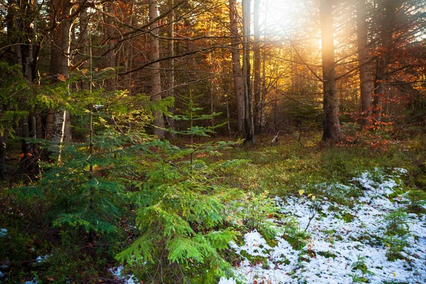 Maravilhosa atmosfera florestal no outono. Folhas amarelas, laranja e verde. Floresta nas montanhas dos Cárpatos, Ucrânia. — Fotografia de Stock