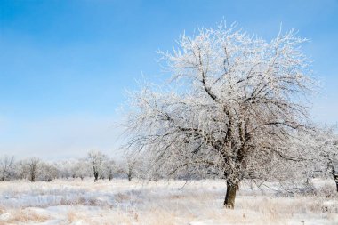 Kar yağışı sırasında don kaplı kuru bitkilerle kış atmosferik manzarası. Kış Noel arkaplanı