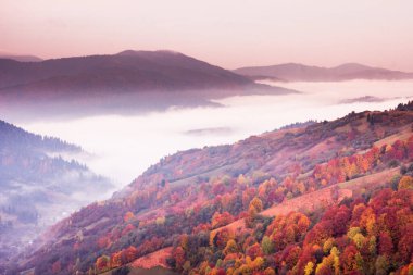 Dağlarda sis olan sonbahar manzarası. Tepelerdeki firavun ormanı. Karpatlar, Ukrayna, Avrupa