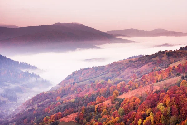Dağlarda sis olan sonbahar manzarası. Tepelerdeki firavun ormanı. Karpatlar, Ukrayna, Avrupa