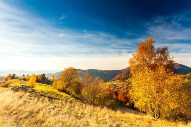 Sonbahar günü Ukrayna Karpatlar renkli ağaçlar, pus parlayan güneş ışınları muhteşem ışık efektleri ile nazik. Kayın huş blue Dağları arka plan üzerinde çok güzel