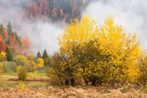 秋天的风景,山中有雾.山上的冷杉林。喀尔巴阡山脉、乌克兰、欧洲 — 图库照片