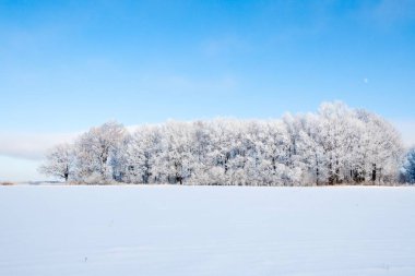 Kar yağışı sırasında don kaplı kuru bitkilerle kış atmosferik manzarası. Kış Noel arkaplanı