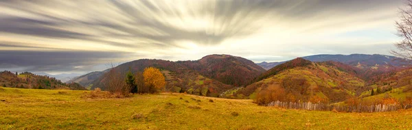 Carpathians, Ukraine. A wonderful forest glade with flowers in the cool shade of trees on a hot summer evening. — Zdjęcie stockowe