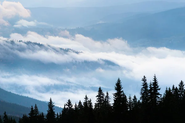 Paisaje otoñal con niebla en las montañas. Bosque de abeto en las colinas. Cárpatos, Ucrania, Europa Imágenes de stock libres de derechos