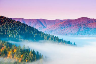 Dağlarda sis olan sonbahar manzarası. Tepelerdeki firavun ormanı. Karpatlar, Ukrayna, Avrupa