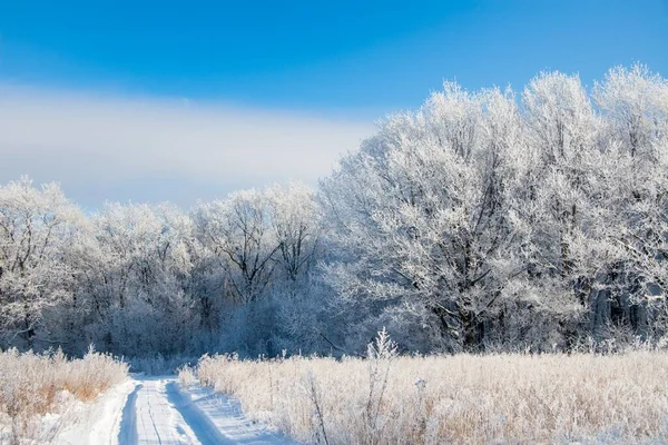 Paesaggio atmosferico invernale con gelo coperto di piante secche durante la nevicata. Inverno sfondo di Natale — Foto Stock