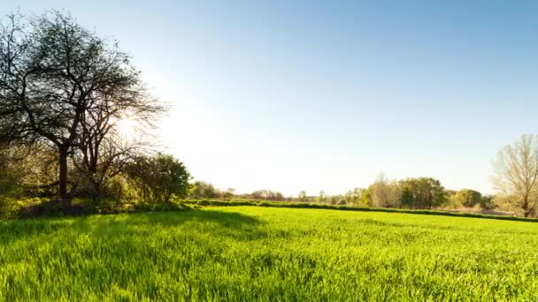 Ukraine. Green wheat field at sunset sun glare grass summer day trees sky rows — Videoclip de stoc