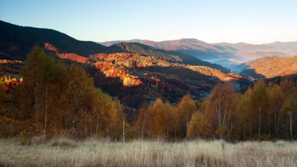 Tal des Sonnenuntergangs im Herbst. Nahaufnahme des Sonnenuntergangs eines dichten goldenen Espenhains in einem Tal am Fuße der hohen Gipfel der Karpaten an einem windigen Herbsttag. Ukraine. — Stockvideo