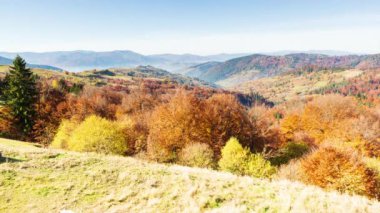 Sonbahar günbatımı vadisi. Karpat Dağları 'nın yüksek zirvelerinin eteklerindeki bir vadide rüzgarlı bir sonbahar gününde, sık bir altın kavak ağacının günbatımının yakın çekimi. Ukrayna.