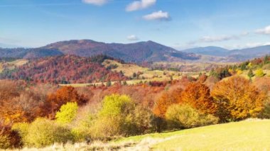 Sonbahar günbatımı vadisi. Karpat Dağları 'nın yüksek zirvelerinin eteklerindeki bir vadide rüzgarlı bir sonbahar gününde, sık bir altın kavak ağacının günbatımının yakın çekimi. Ukrayna.