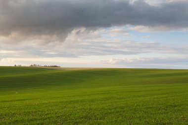 Mavi gökyüzü ve bulutlu buğday tarlası. Doğa manzarası. Ukrayna 'nın kırsal kesiminde. Zengin hasat kavramı. 