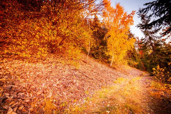 Ukrayna. Resimli ağaçlar güzel renkte giyinmişlerdir. Güneş ışınları sonbaharda çok renkli yaprakları delip geçer. Her şeyi büyülü ışıkla boyarlar. Carpathian sonbahar ormanı. — Stok fotoğraf