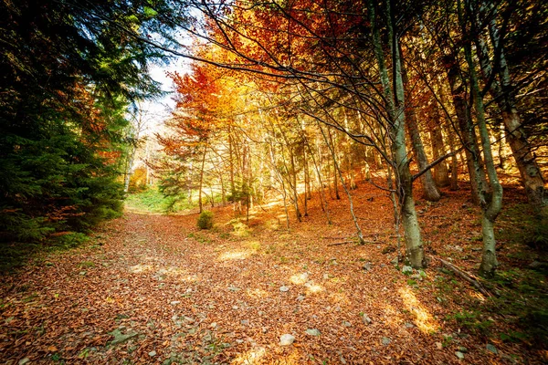Ukraina. Malownicze drzewa są ubrane w piękne kolory. Promienie słoneczne przebijające się przez jesienny wielokolorowy liść malują wszystko magicznym światłem. Karpacki jesienny las. — Zdjęcie stockowe