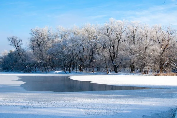 Fotoğrafta karla kaplı nehir kışın donmadı. Nehir kışın akar. Ağaçların dallarında kar. Nehirde kar yansıması. Nehrin kıyısında muazzam kar yığınları uzanır.. Stok Fotoğraf