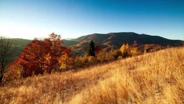 Vale do pôr-do-sol de outono. Close-up do pôr-do-sol de um denso bosque de álamo dourado em um vale no sopé dos altos picos das Montanhas Cárpatas, em um dia ventoso de outono. Ucrânia. — Vídeo de Stock